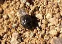 Saprinus vitiosus - photo 3