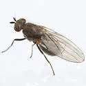 Sapromyza brachysoma