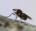 Sapromyza brachysoma - photo 2