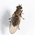 Sapromyza brachysoma - photo 3