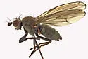 Sapromyza brachysoma - photo 4