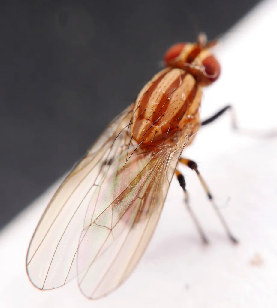 Sapromyza brunneovittata - photo 2