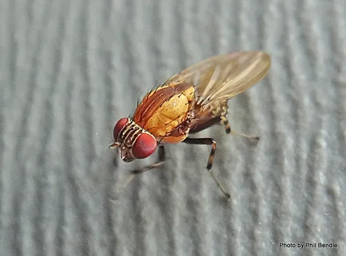 Brown-striped Litter Fly