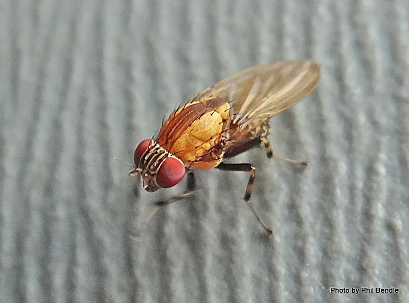 Brown-striped Litter Fly - photo 2
