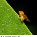 Sapromyza rotundicornis