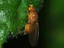 Sapromyza rotundicornis - photo 2