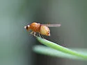 Sapromyza rotundicornis - photo 3
