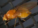 Sapromyza rotundicornis - photo 5