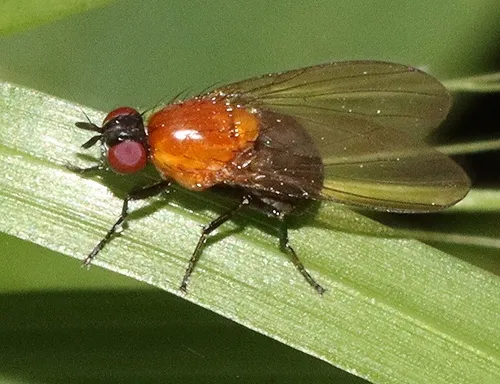 Sapromyza sciomyzina