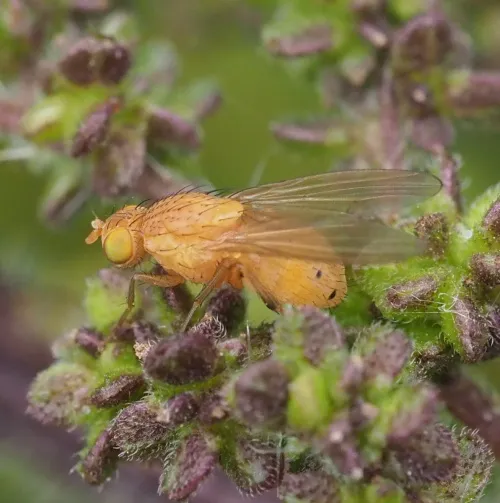 Sapromyza sexpunctata