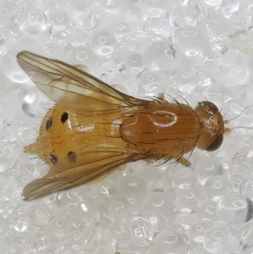 Sapromyza sexpunctata - photo 2