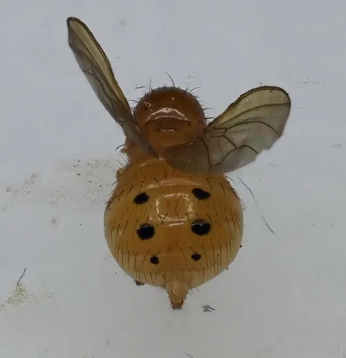 Sapromyza sexpunctata - photo 3