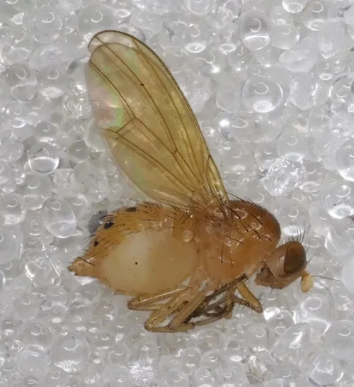 Sapromyza sexpunctata - photo 4