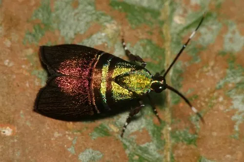 Saptha beryllitis - photo 5