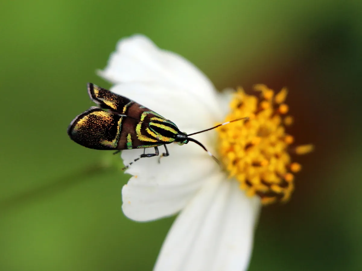 Saptha divitiosa - photo 3