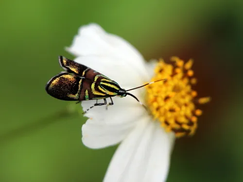 Saptha divitiosa - photo 4