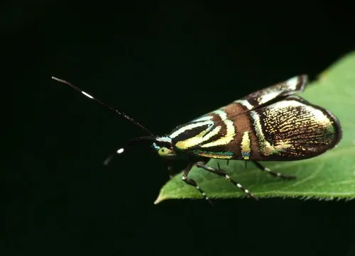 Saptha divitiosa - photo 5