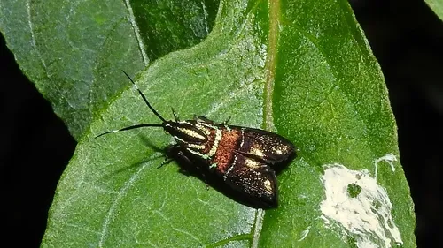 Saptha divitiosa - photo 7