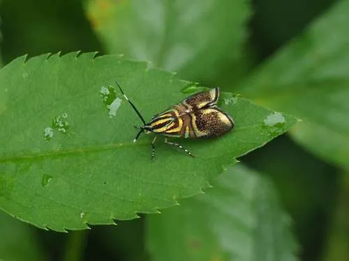 Saptha divitiosa - photo 8