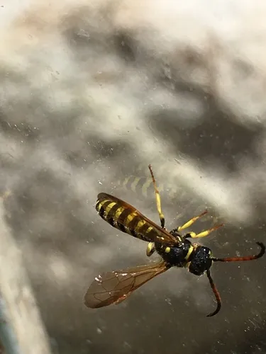 Sapyga angustata