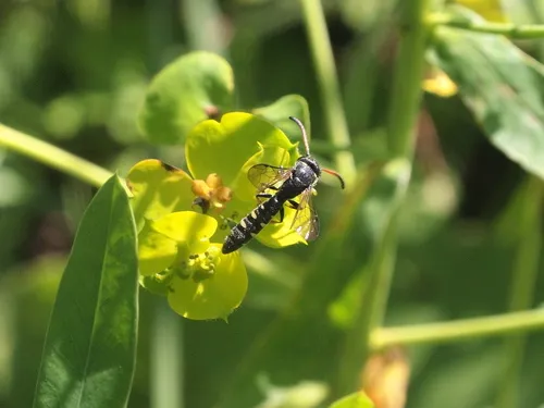 Sapyga caucasica