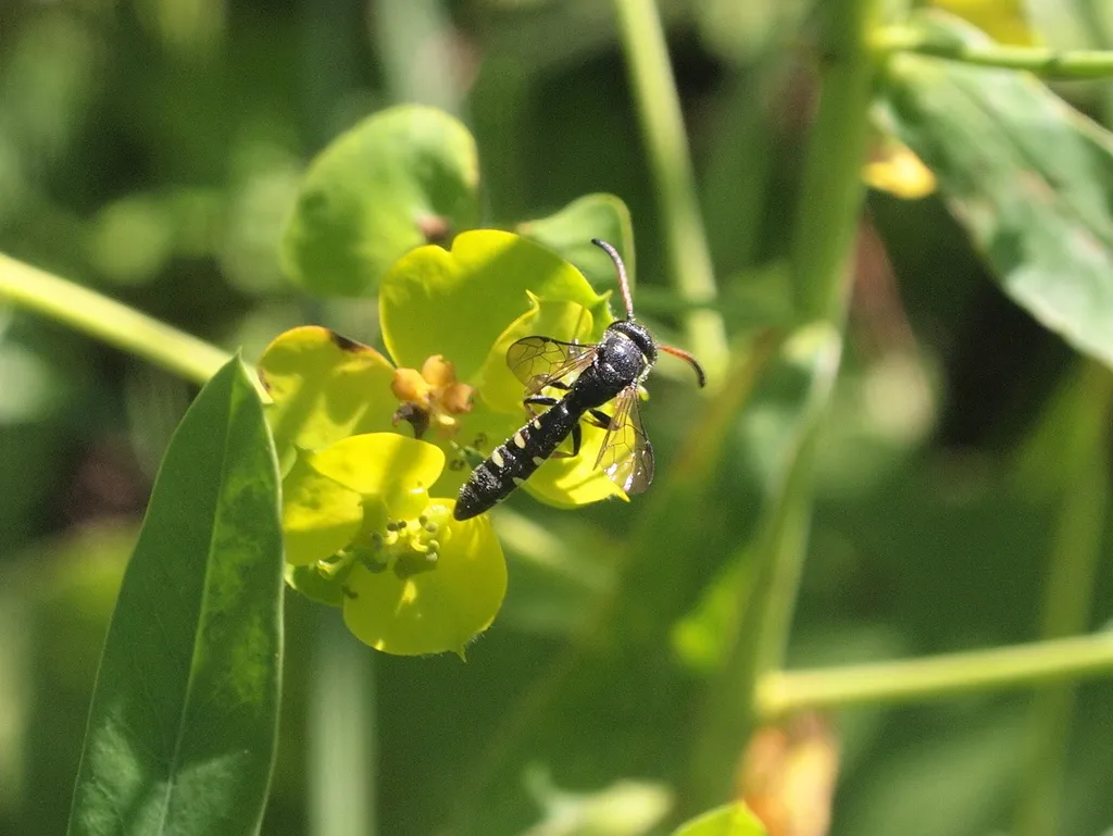 Sapyga caucasica - photo 2