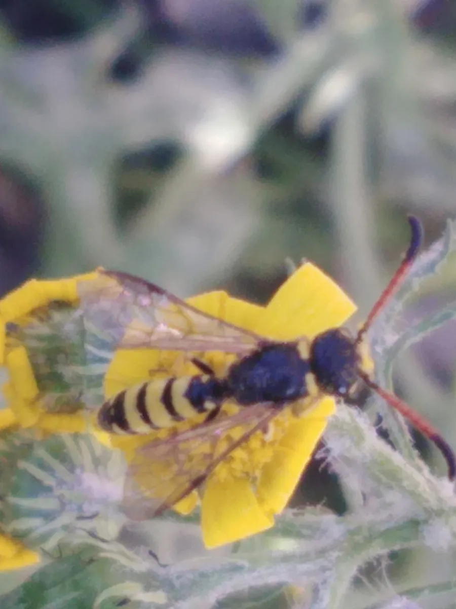 Sapyga eatoni - photo 3