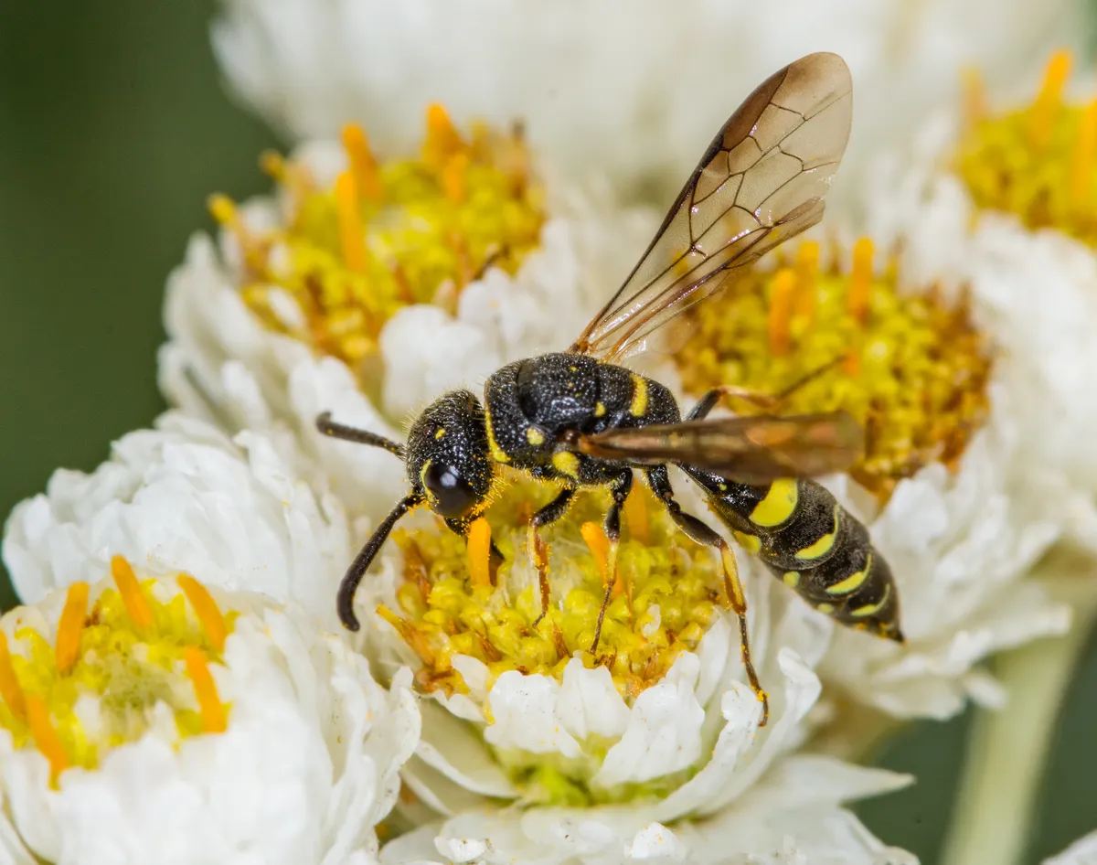 Sapyga louisi - photo 2