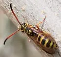 Sapyga nevadica