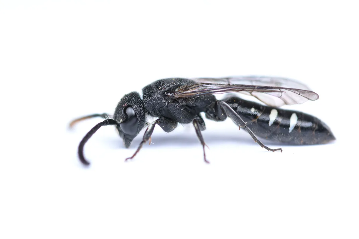 Sapyga quinquepunctata - photo 3