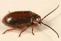 Sarabandus robustus - photo 2
