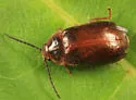 Sarabandus robustus - photo 3