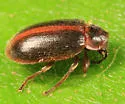 Sarabandus robustus - photo 4