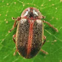 Sarabandus robustus - photo 5