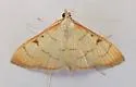 Sarabotys cupreicostalis - Hodges#4936.5 - Sarabotys cupreicostalis