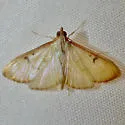 Sarabotys cupreicostalis - Hodges#4936.5 - photo 2