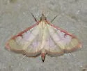 Sarabotys cupreicostalis - Hodges#4936.5 - photo 3