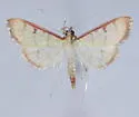 Sarabotys cupreicostalis - Hodges#4936.5 - photo 4