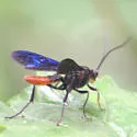 Saranaca apicalis - photo 2