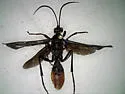 Saranaca apicalis - photo 3