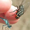 Friendly Fly