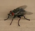 Grey Flesh fly