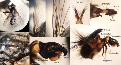 Sarcophaga carnaria