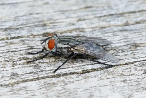 Sarcophaga crassipalpis