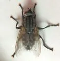 Sarcophaga johnsoni