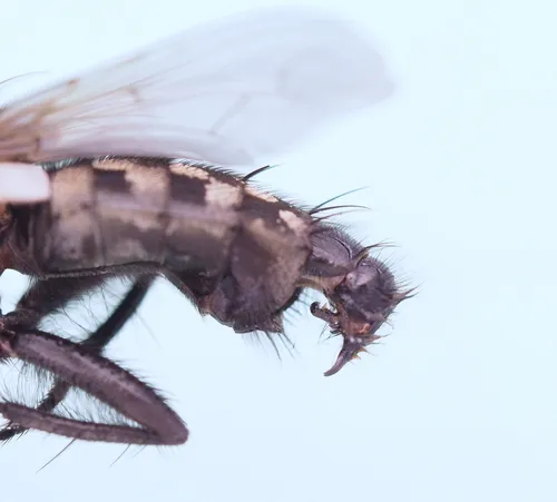 Sarcophaga melanura