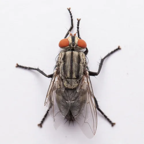 Sarcophaga ruficornis