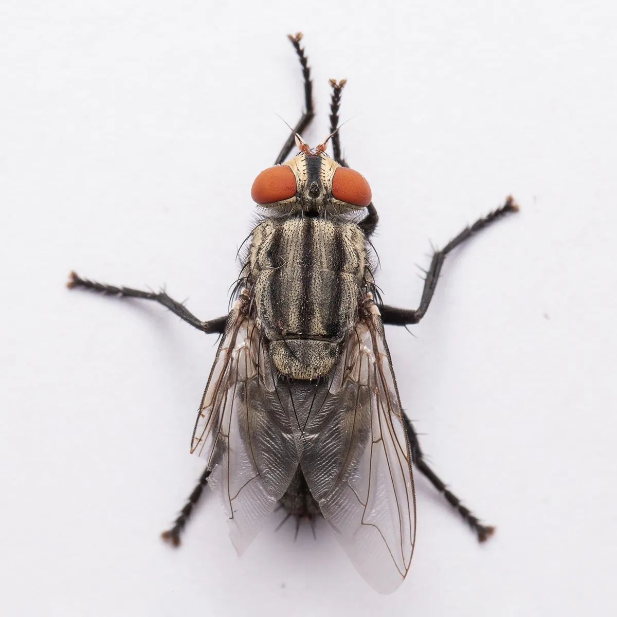 Sarcophaga ruficornis - photo 3