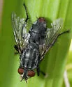 Sarcophaga sarraceniae