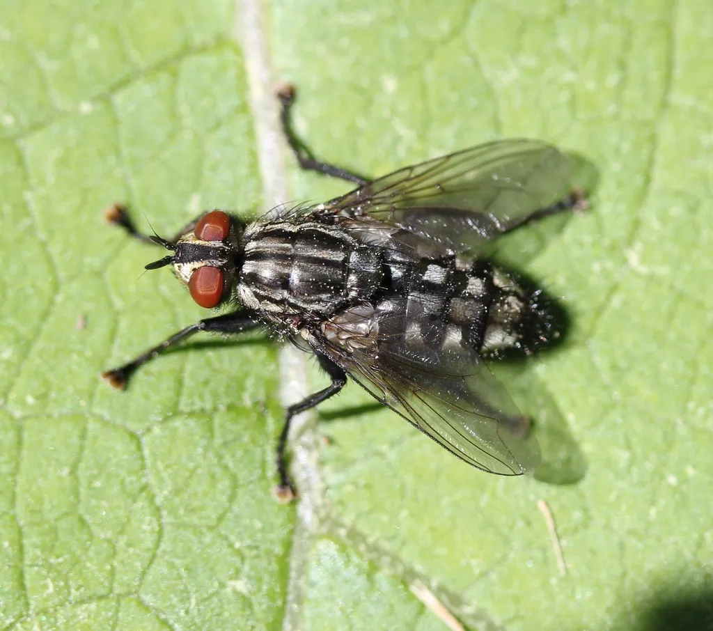 Flesh Flies - photo 2